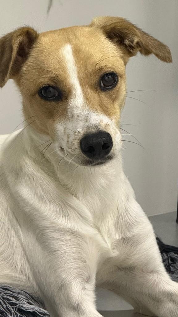 Luna, cachorro de porte pequeno para adoção em Vila Velha - ES