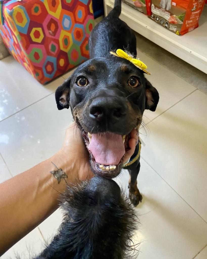 Raquel, cachorro de porte pequeno para adoção em Vila Velha - ES