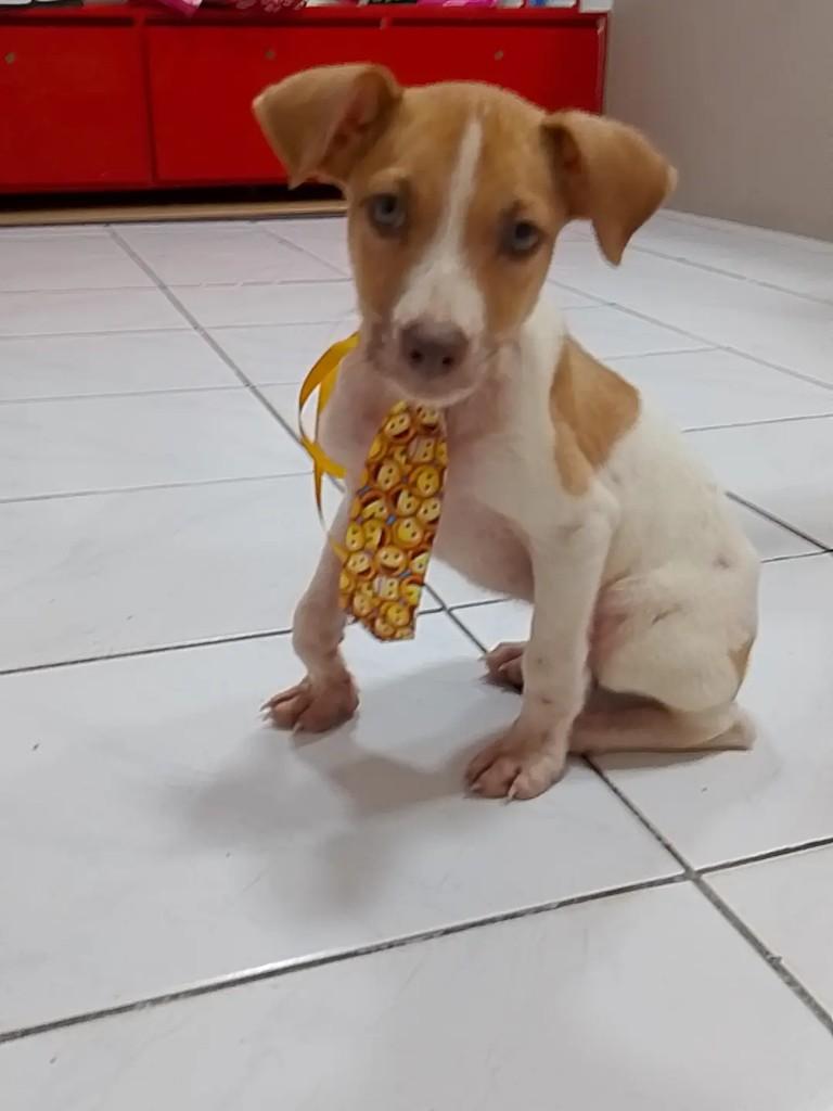 Príncipe de Gravatinha, cachorro de porte pequeno para adoção em Sobral - CE