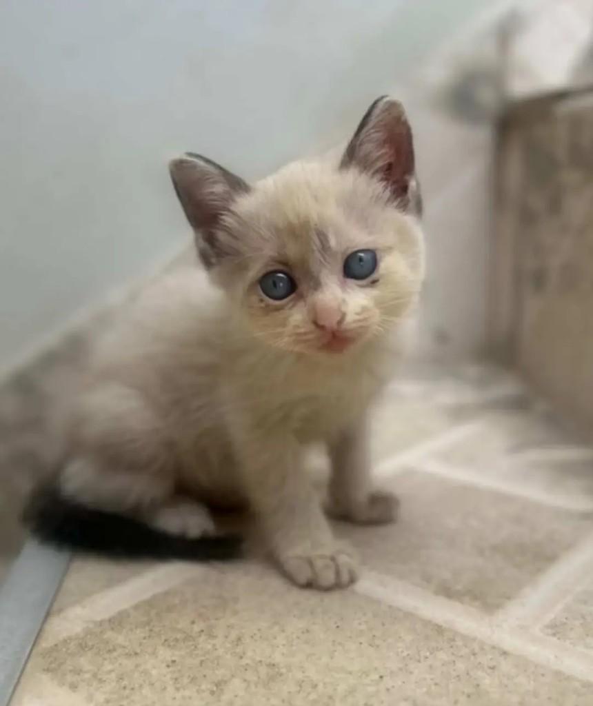 Princesinha, gata de porte pequeno para adoção em Sobral - CE