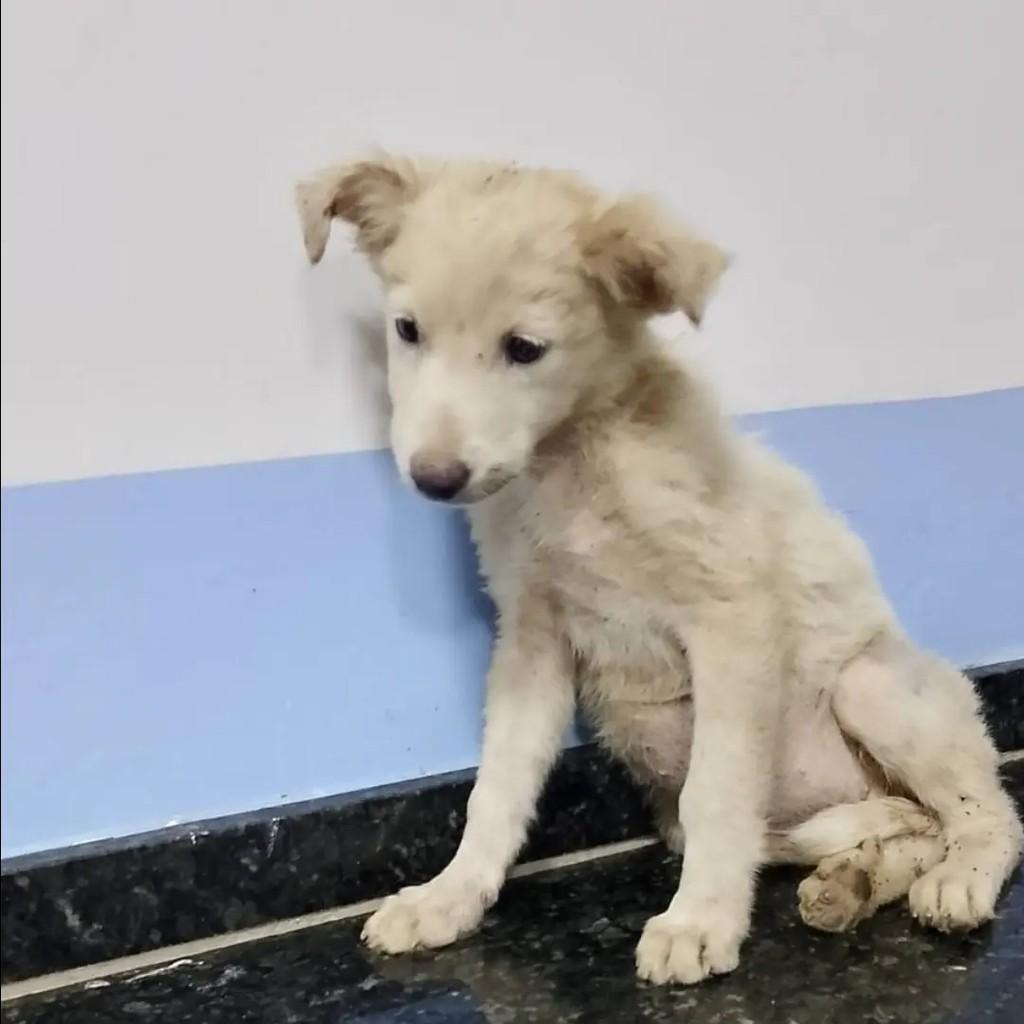 Violeta, cadela de porte médio para adoção em Sobral - CE