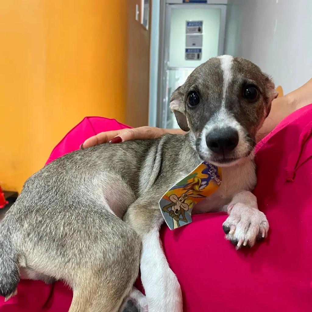 Guerreiro, cachorro de porte pequeno para adoção em Sobral - CE