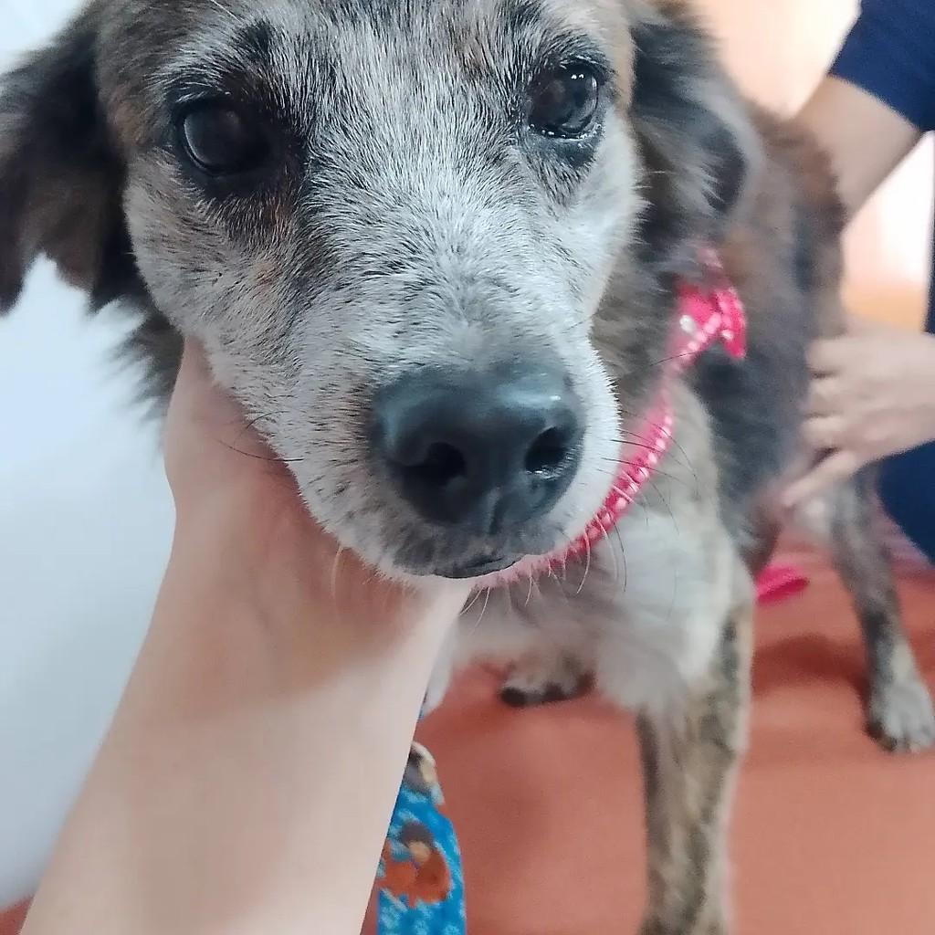 José, cachorro de porte pequeno para adoção em Sobral - CE