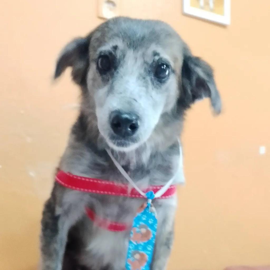 José, cachorro de porte pequeno para adoção em Sobral - CE — foto 2 de 2