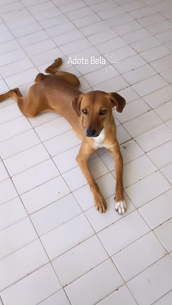 Bela, cachorro de porte médio para adoção em Maceió - AL