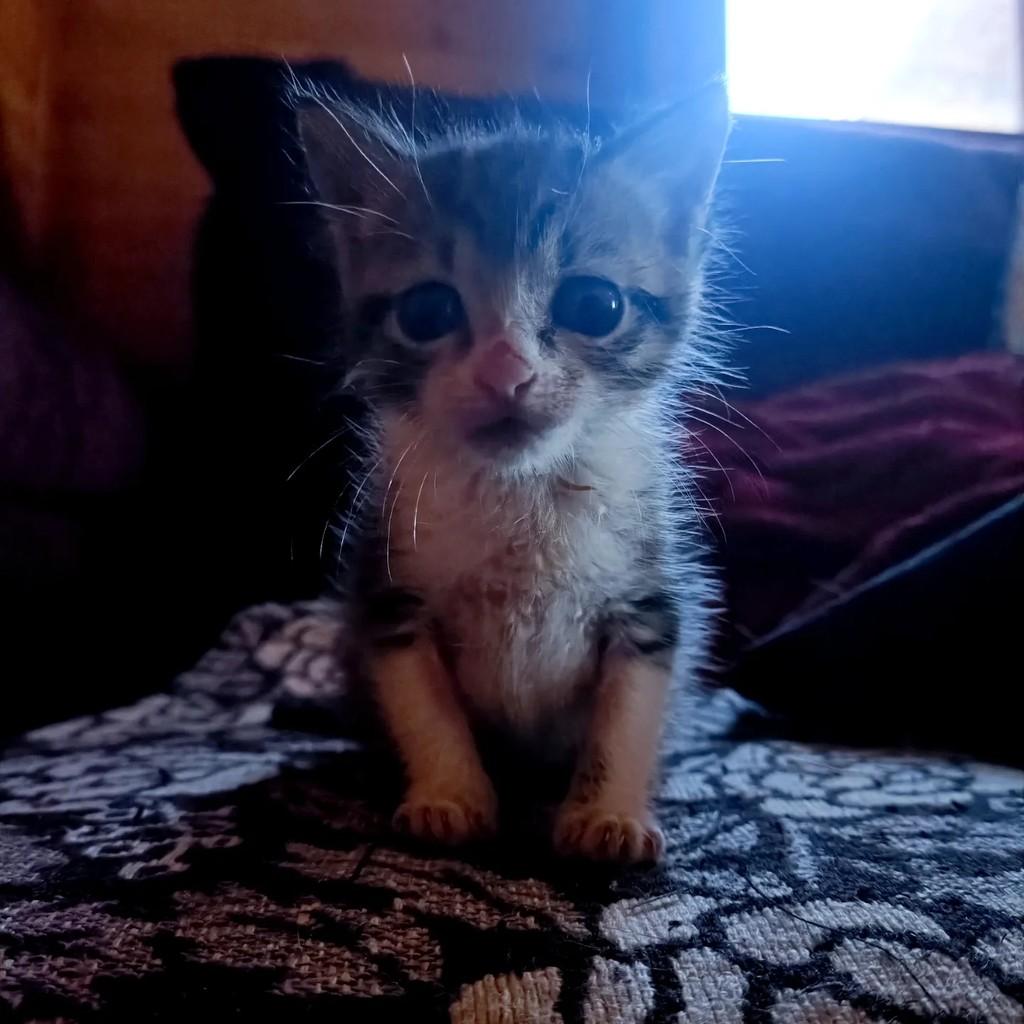 Filomena, gato de porte pequeno para adoção em Teutônia - RS