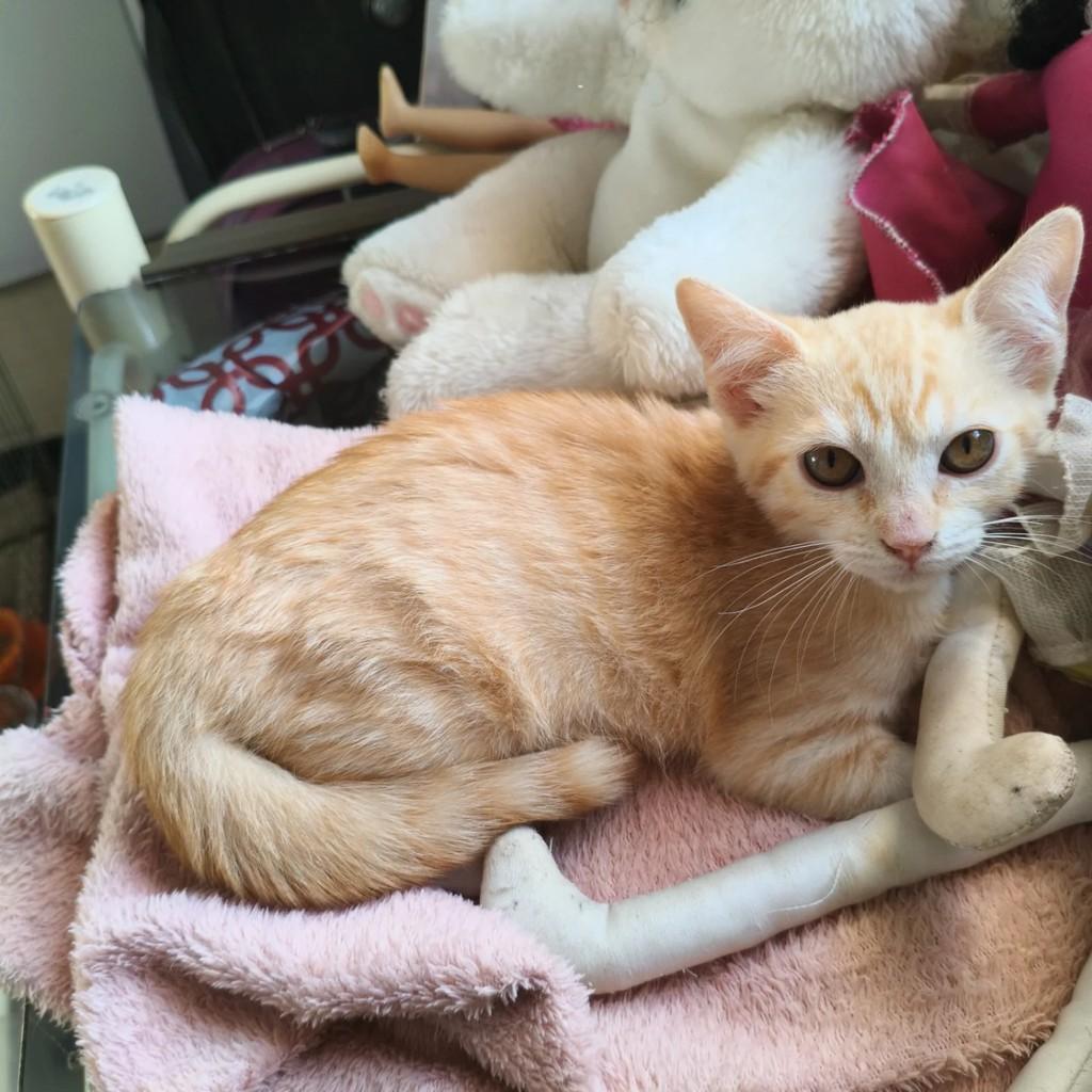 Leona, gata de porte pequeno para adoção em Teutônia - RS