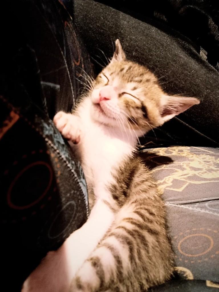 Trequinha, gato de porte pequeno para adoção em Teutônia - RS