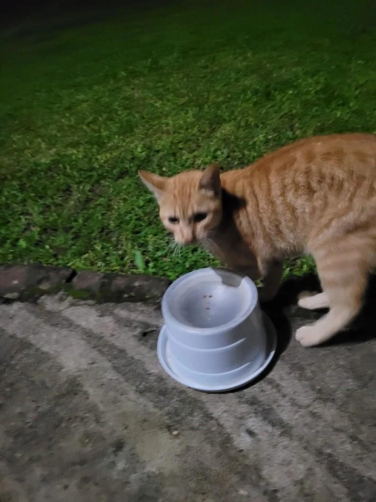 Amarelo, gato de porte médio para adoção em Teutônia - RS