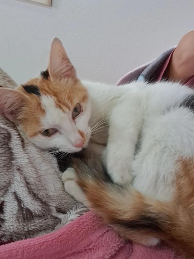 Dengosinha, gato de porte pequeno para adoção em Teutônia - RS