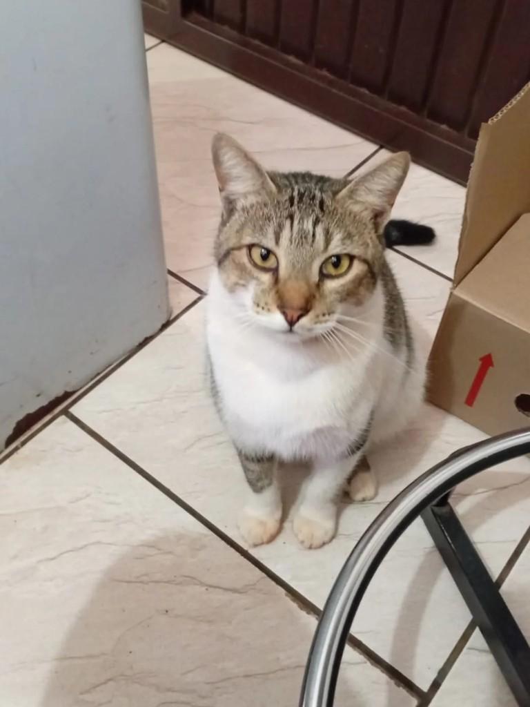 Ariel, gato de porte médio para adoção em Teutônia - RS
