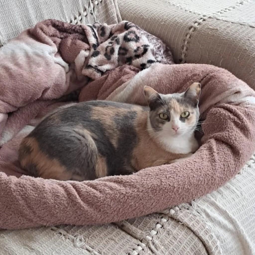 Lili, gato de porte pequeno para adoção em Teutônia - RS