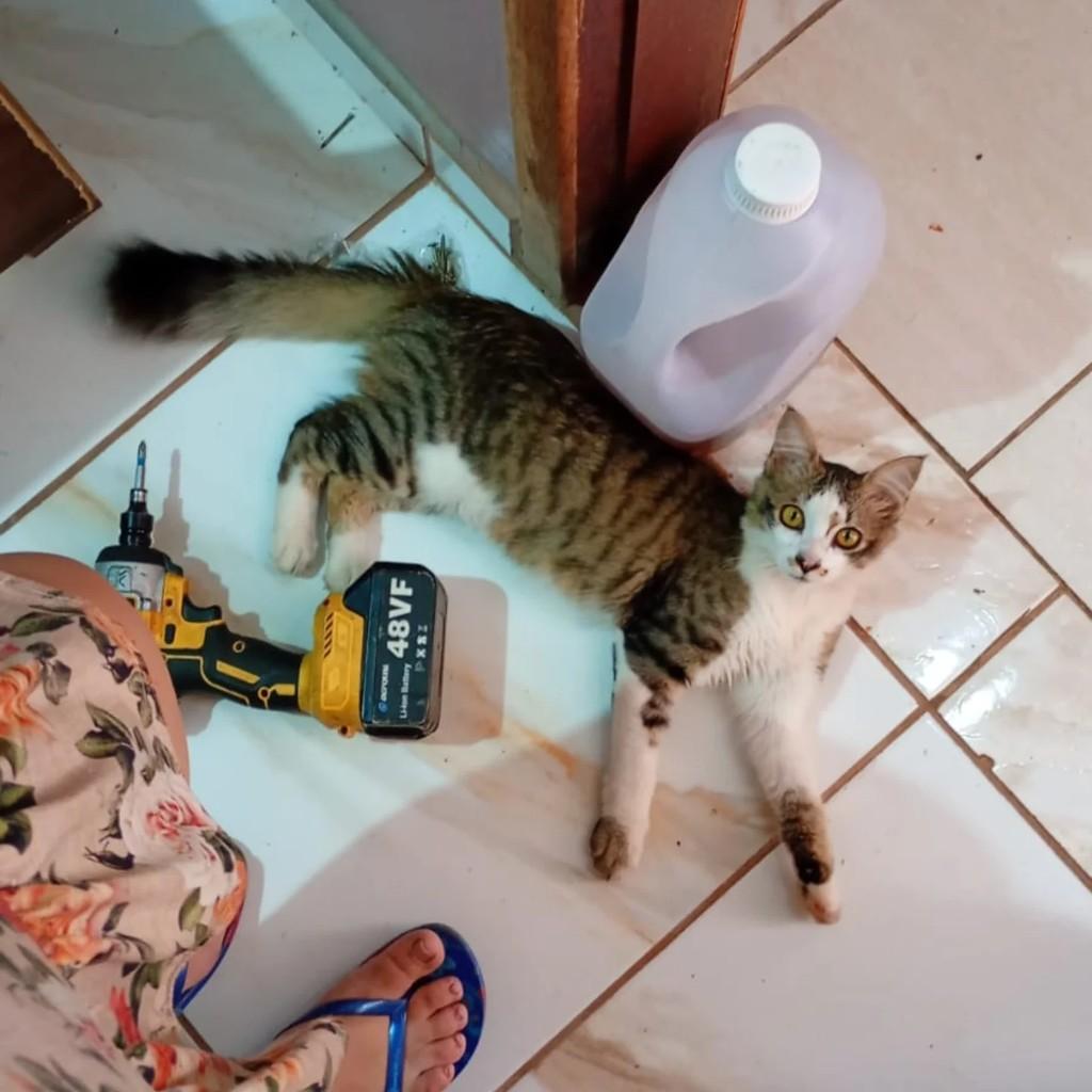 Mingau, gato de porte pequeno para adoção em Teutônia - RS