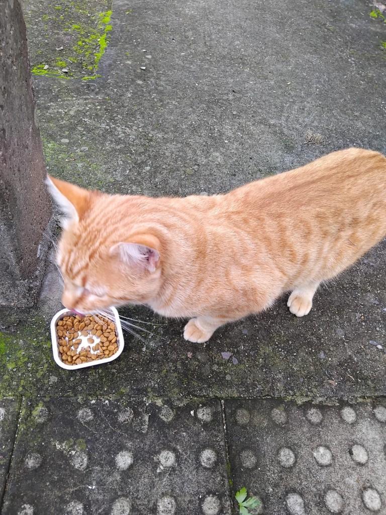Gatão, gato de porte médio para adoção em Teutônia - RS