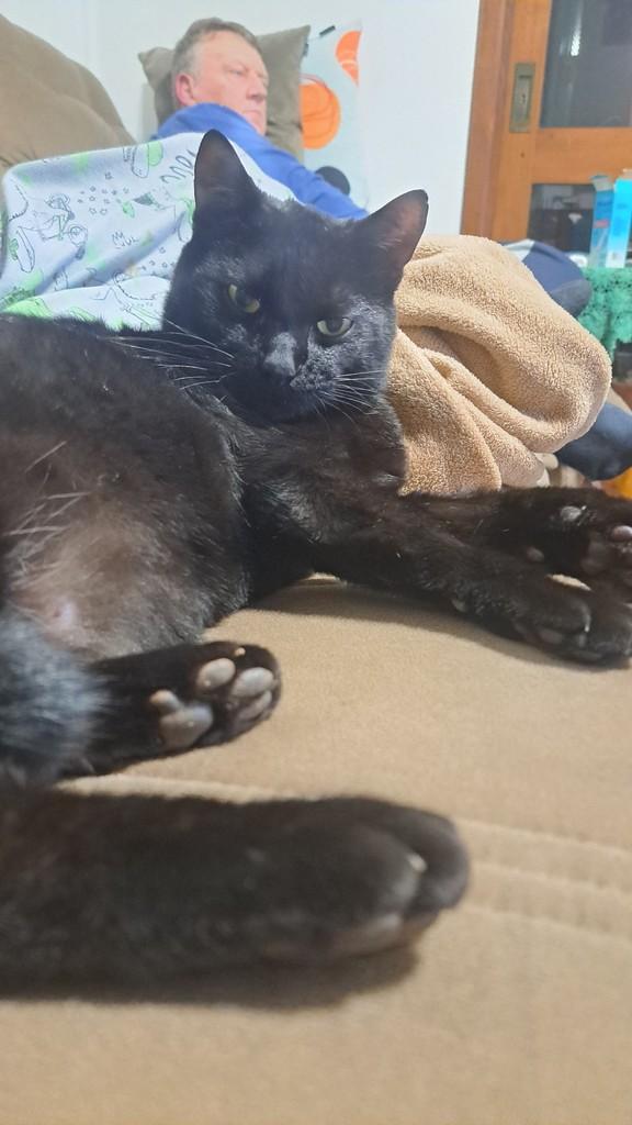 Bolas, gato de porte médio para adoção em Teutônia - RS