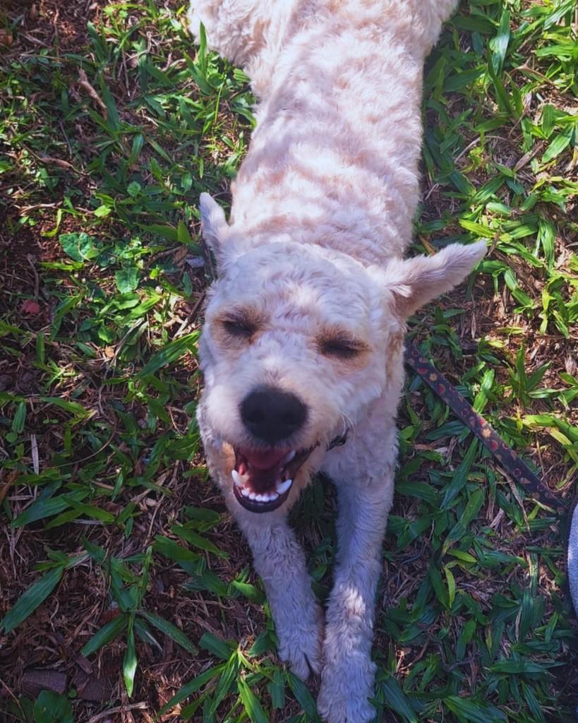 Krypto, cachorro de porte médio para adoção em Teutônia - RS