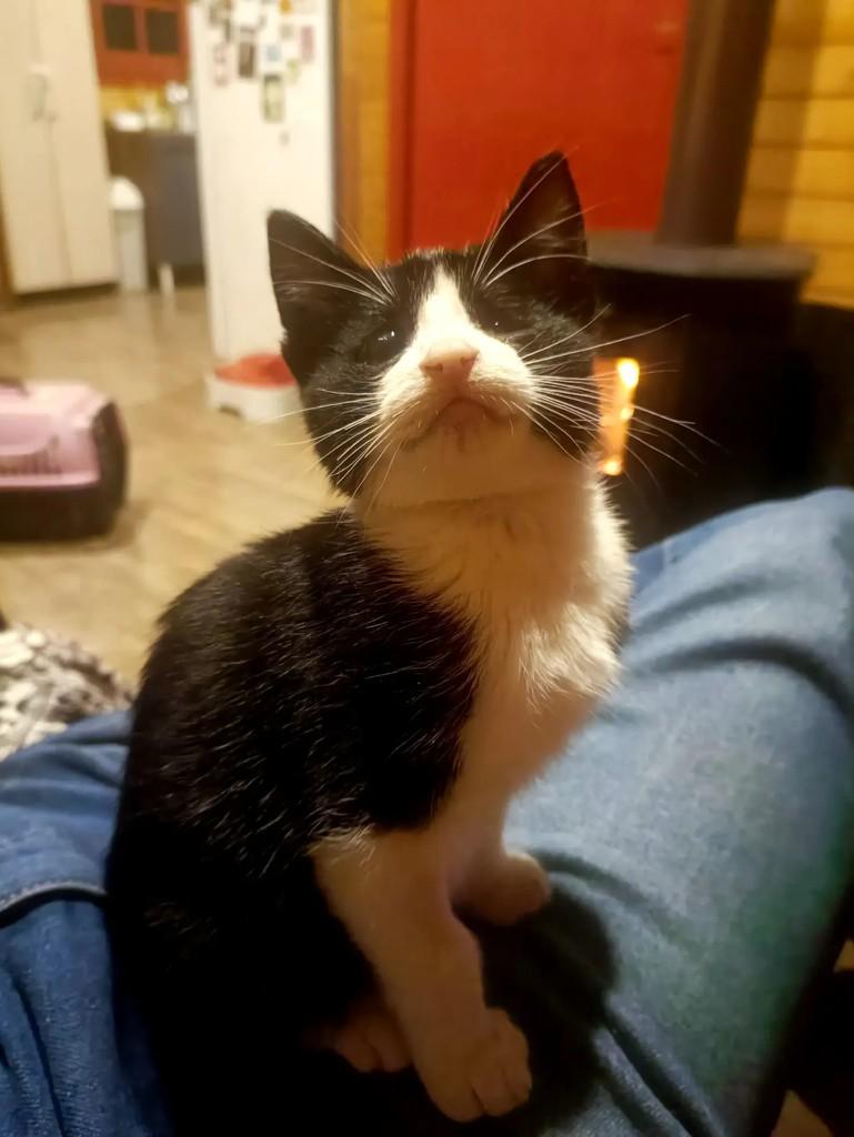 Logan, gato de porte pequeno para adoção em Teutônia - RS