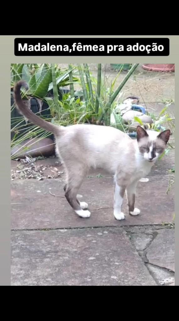 Madalena, gato de porte pequeno para adoção em Teutônia - RS