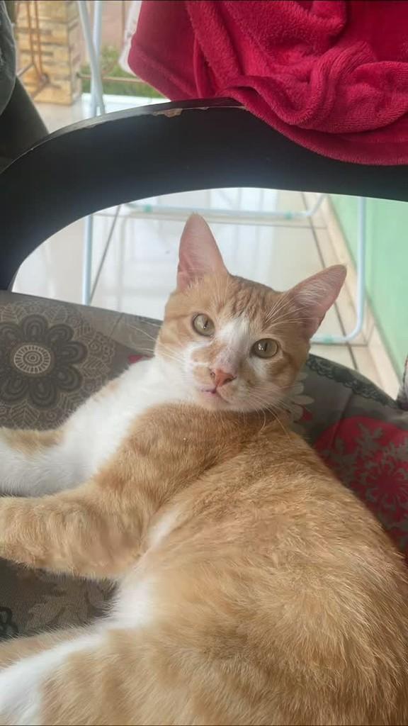 Faísca, gato de porte médio para adoção em Teutônia - RS