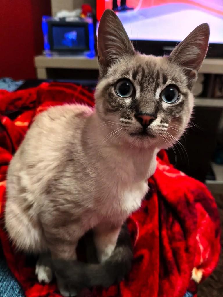 Simba, gato de porte pequeno para adoção em Teutônia - RS