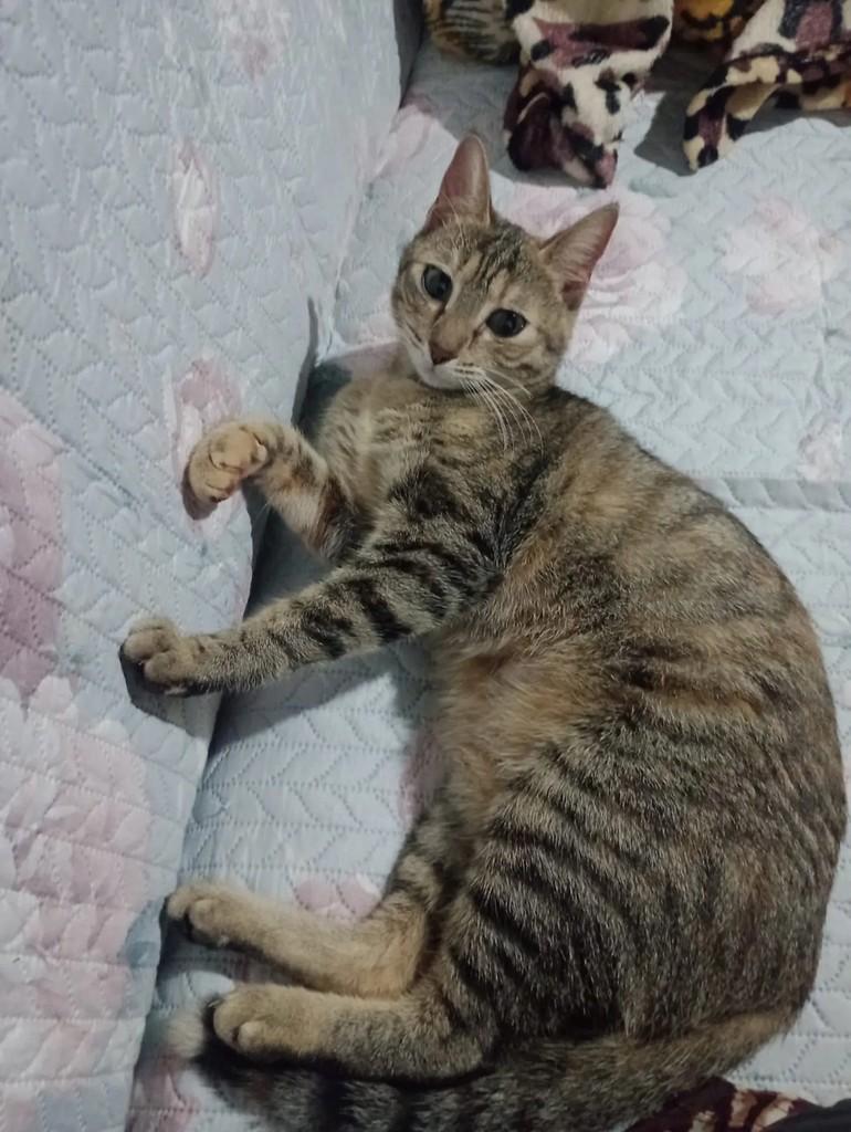 Mamãezinha, gato de porte médio para adoção em Teutônia - RS