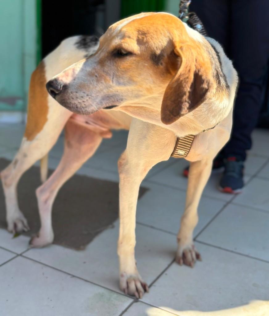 Vitor, cachorro de porte médio para adoção em Conselheiro Lafaiete - MG