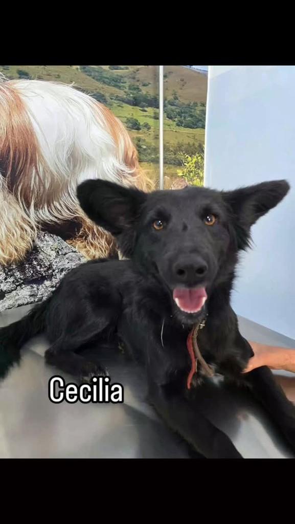 Cecilia, cachorro de porte pequeno para adoção em Conselheiro Lafaiete - MG