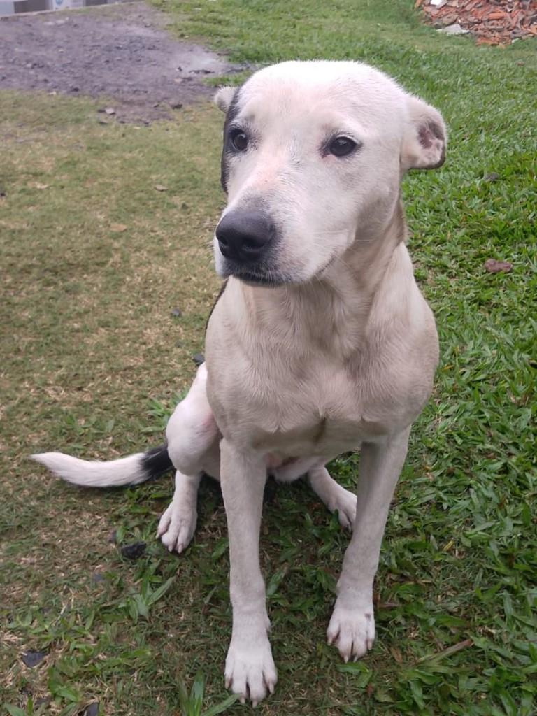 Belinha, cachorro de porte médio para adoção em Gravataí - RS