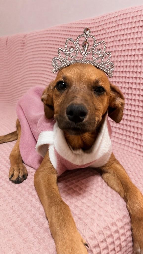 Lindinha, cachorro de porte grande para adoção em Canoinhas - SC