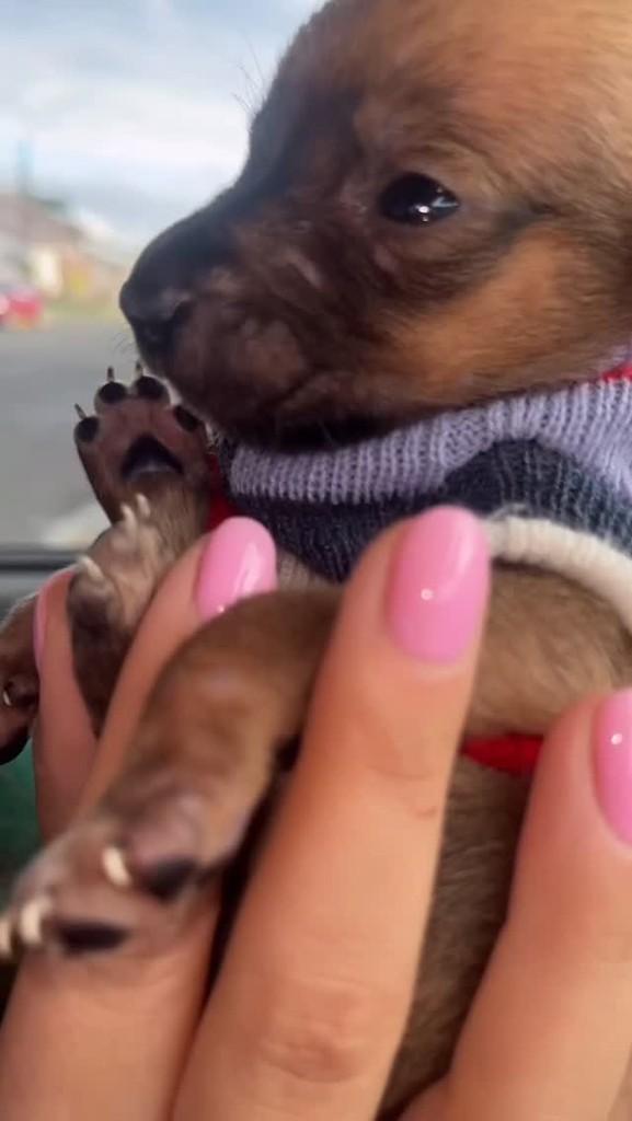 Pulguinha, cachorro de porte médio para adoção em Canoinhas - SC