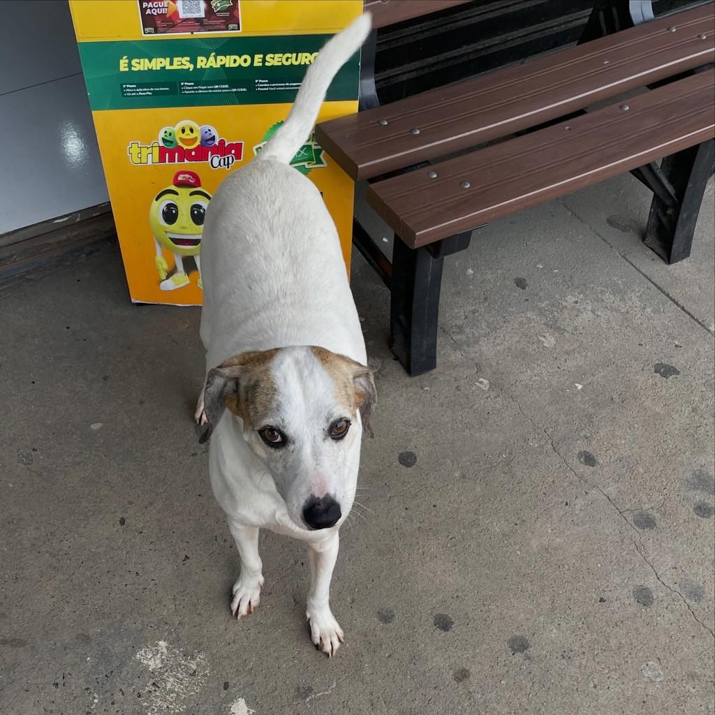 Bob, cachorro de porte médio para adoção em Canoinhas - SC