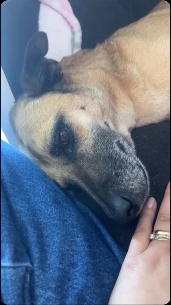 Zezinho, cachorro de porte médio para adoção em Canoinhas - SC