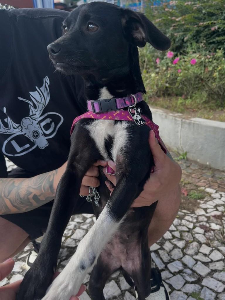 Patinha, cachorro de porte pequeno para adoção em Rio Negrinho - SC
