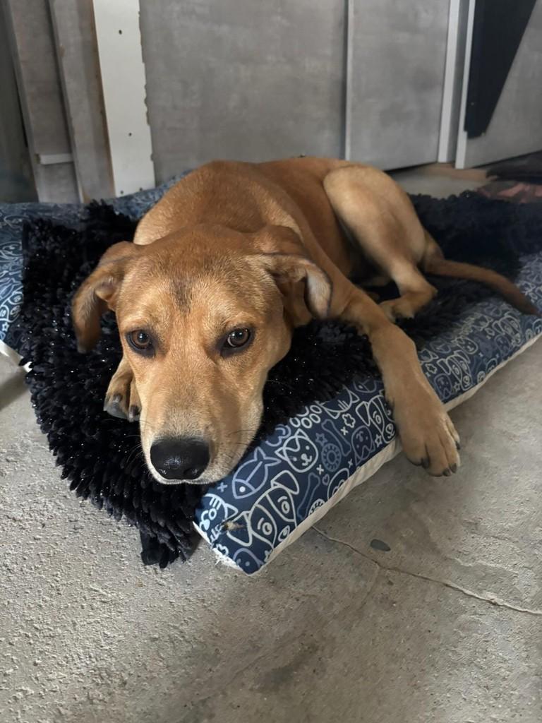 Carinha, cachorro de porte médio para adoção em Rio Negrinho - SC