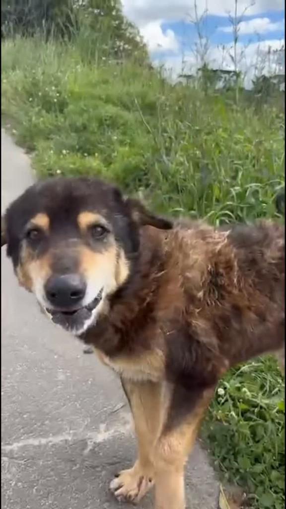 Vovô, cachorro de porte médio para adoção em Rio Negrinho - SC