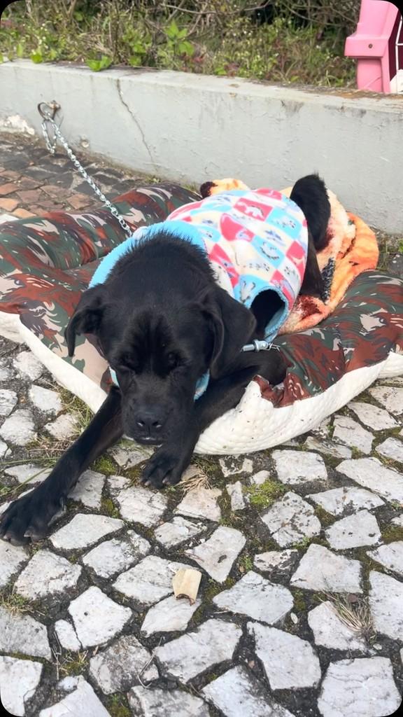 Tição, cachorro de porte médio para adoção em Rio Negrinho - SC