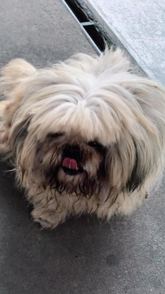 Dodói, cachorro de porte pequeno para adoção em Rio Negrinho - SC