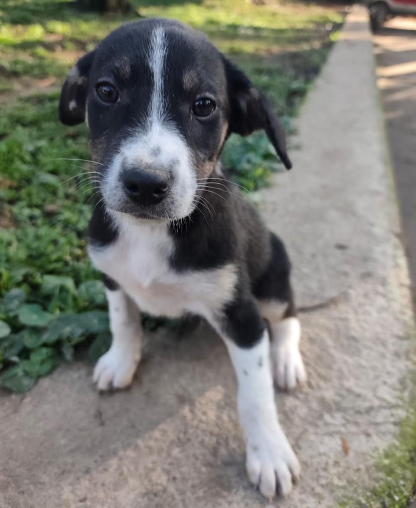 Pingo, cachorro de porte pequeno para adoção em Rio Negrinho - SC