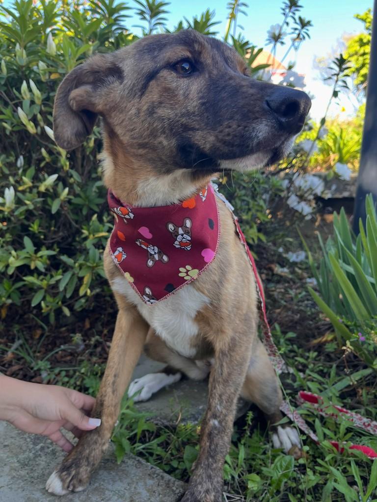 Pipoca, cachorro de porte médio para adoção em Rio Negrinho - SC