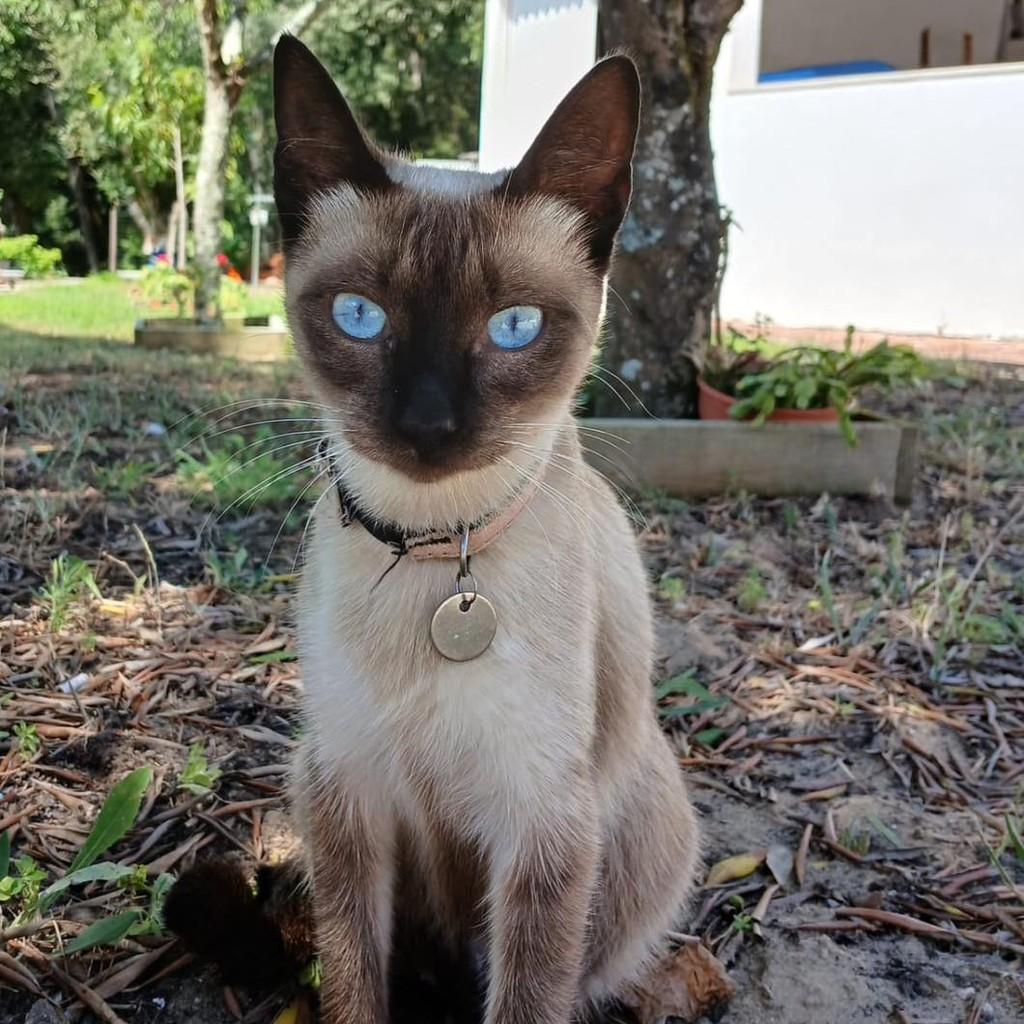 Princess, gata de porte pequeno para adoção em Fátima - TO