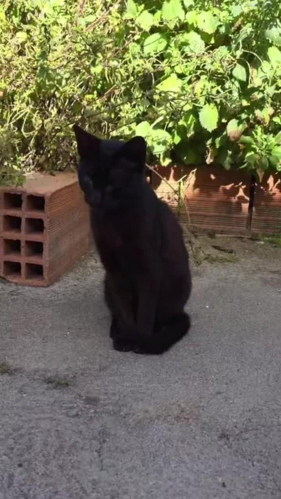Fradinho, gato de porte pequeno para adoção em Fátima - TO