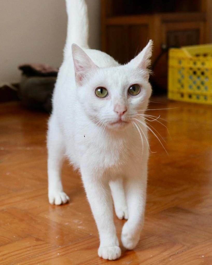 Easter, gata de porte médio para adoção em Fátima - TO