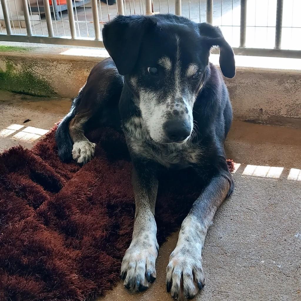 Stevie, cachorro de porte médio para adoção em Fátima - TO