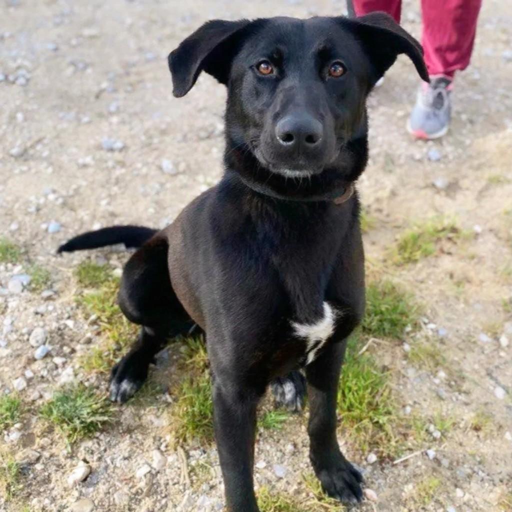 Valentim, cachorro de porte médio para adoção em Fátima - TO