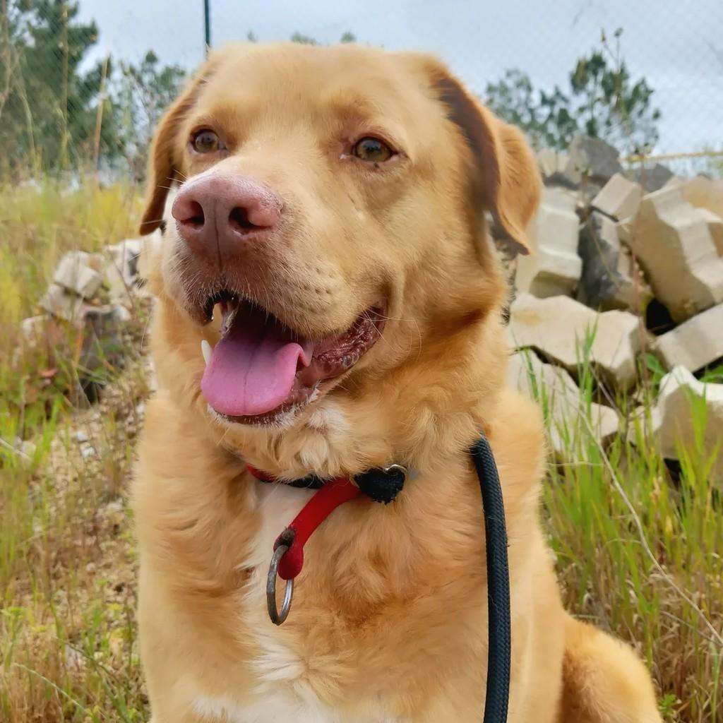Cajú, cachorro de porte médio para adoção em Fátima - TO