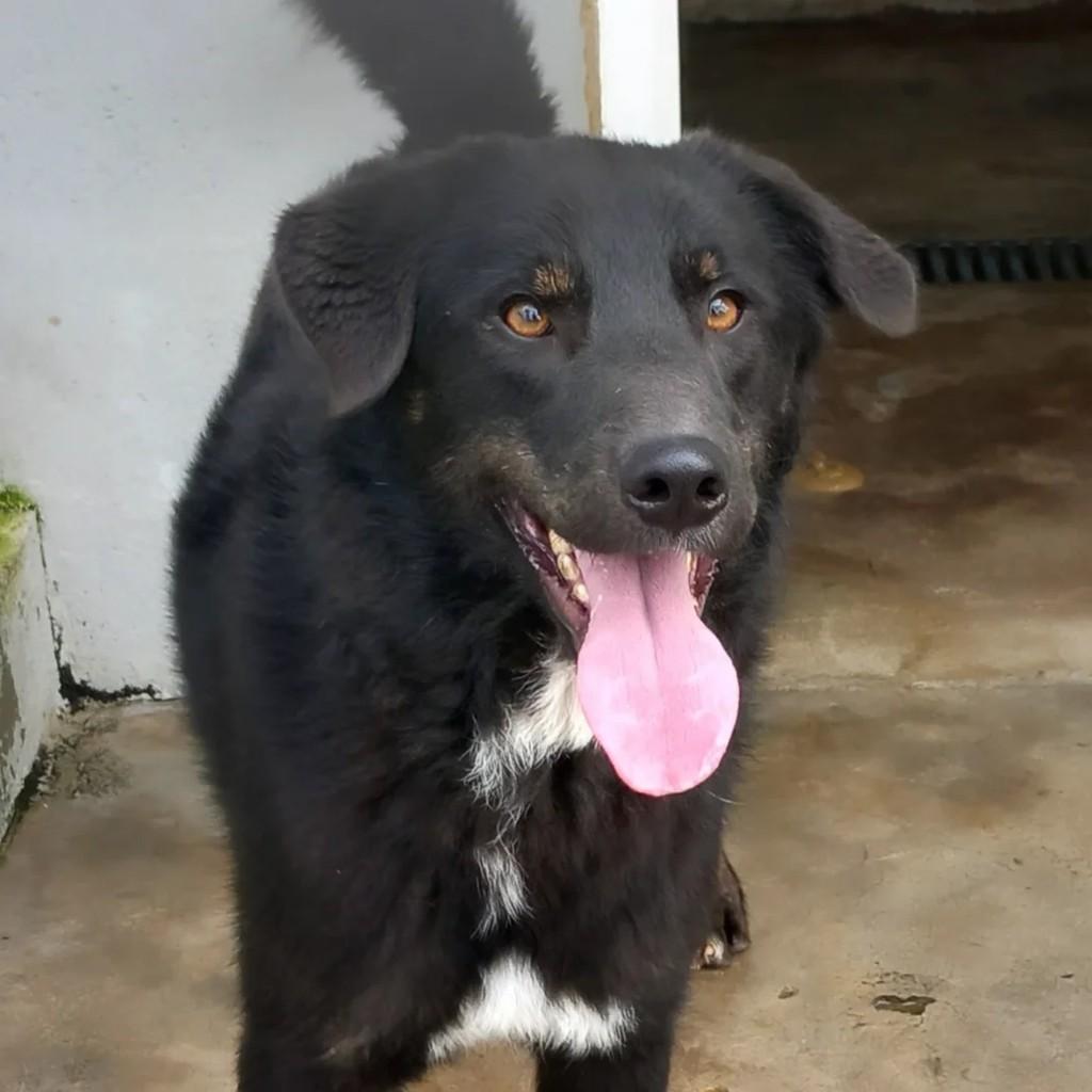 Gustavo, cachorro de porte médio para adoção em Fátima - TO