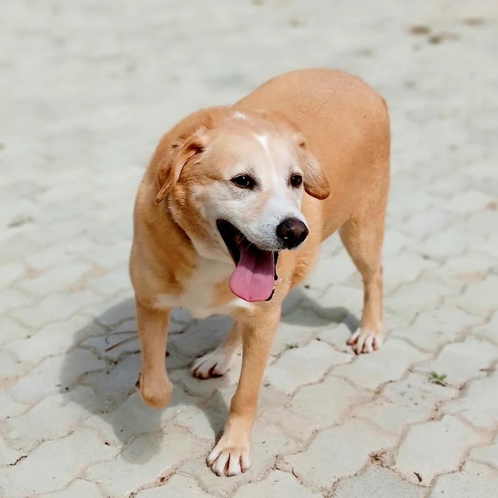Jorge, cachorro de porte médio para adoção em Fátima - TO