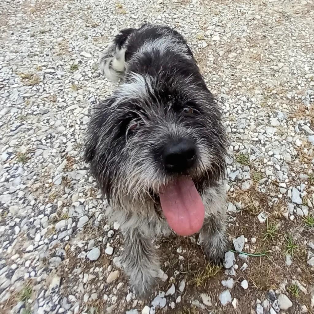 Pepa, cadela de porte médio para adoção em Fátima - TO