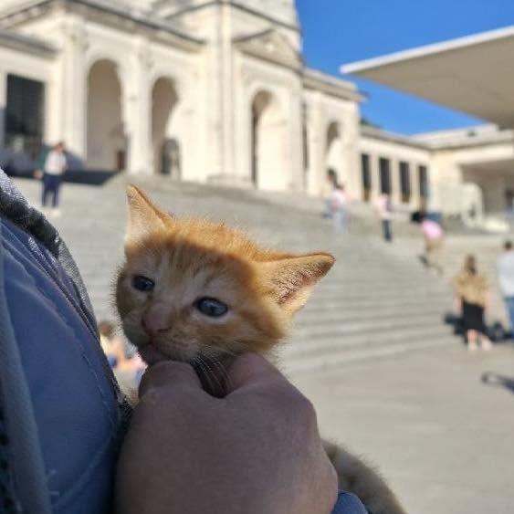 Rosário, gata para adoção em Fátima - TO