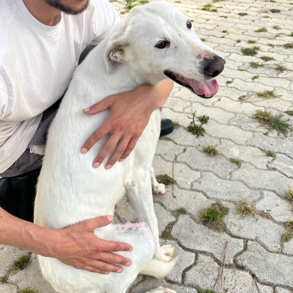 Zeus, cachorro de porte médio para adoção em Fátima - TO
